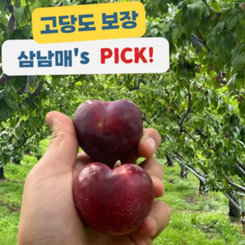 [삼남매농장] 고당도 나디아자두 체리자두 산지직송, 1개, 대과 1kg