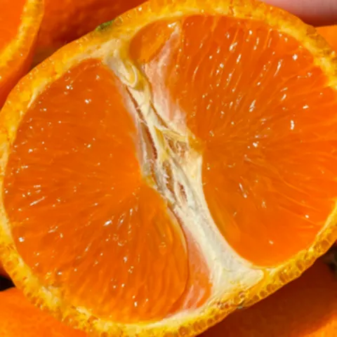 [돌풍특가] 초고당도 황금빛과즙 제주 카라향, 1박스, 2kg