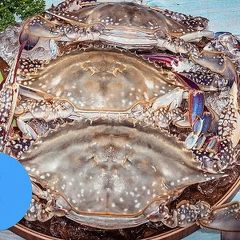 서해안 활 암꽃게 산지직송 암꽃게 생물 알배기 급랭 꽃게 3미-5, 1개, 1kg