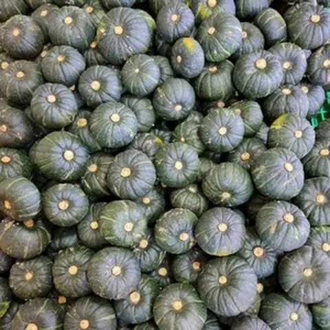 [제주 애월 은지네 농원] 청정 자연의 단맛 보우짱 미니 단호박 밤호박 오픈, 1박스, 5kg