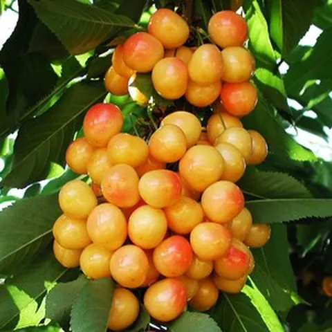 리서스원예 체리나무 레이니어 체리 나무 묘목 접목1년, 1개