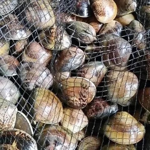 반한푸드 국내 서해안산 생합1kg (소) 조개구이 조개탕, 1개, 1kg