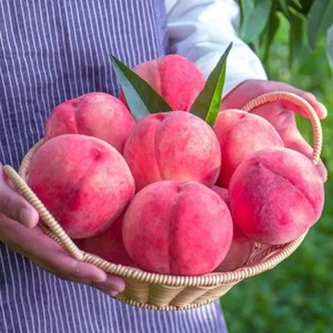 프리미엄 딱딱이 복숭아 당도선별 백도 복숭아, 특품 3kg(12-15과), 1개