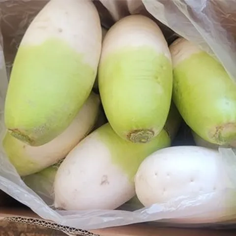 아삭아삭 제주무우 겨울 햇무 제주 월동무 세척 햇무우 10kg, 1개