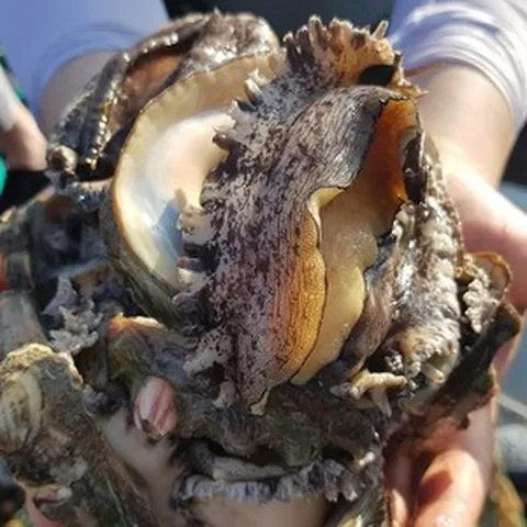 완도전복 왕특대 직거래 산지직송 선물 세트 할인행사 2kg, 1박스, 5호 특대 2kg 20-22마리(10-11미)