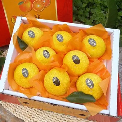 제주황금향 2kg(7~10수 대과 선물용) 엣지있게 상큼한 만감류의 여왕! 제주과일선물세트 박스무게포함, 1개