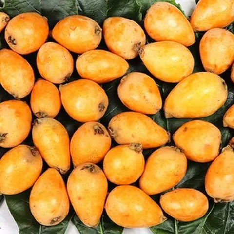 완도비파마을 비파과일 비파효소 비파열매, 비파열매5kg, 1개