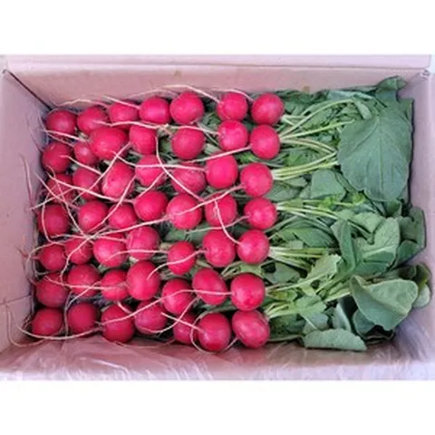 [특급/ 새벽배송 지역 확인} 싱싱한 레디시 적환 레디쉬 빨간무 래디시 방울무 2kg (1.8~2kg) 박스 radish, 1.8~2kg, 1개