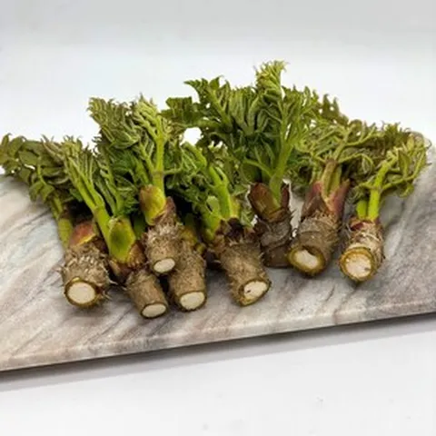 자연산 참두릅 봄나물 두릅 드릅 500g 1kg, 참두릅 500g, 1개