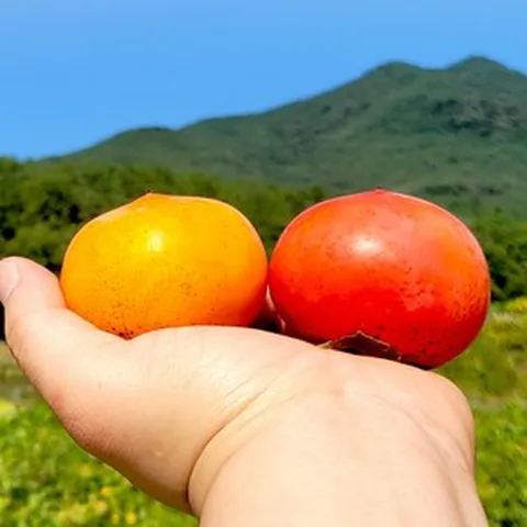 조은푸드 청도반시 2 kg (2개 구매시 5 kg 발송) 달콤한 홍시, 1박스, 2kg(15~19과)