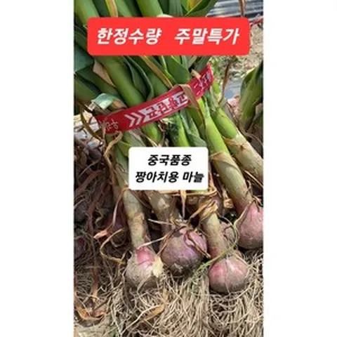 [오늘의 아시아푸드] 짱아치용마늘 중국마늘 절임용통마늘 풋마늘 장아찌용 50개, 100개