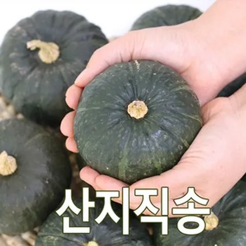 햇 미니 단호박 2kg 3kg 국내산 밤맛나는 미니 단호박 산지직송, 1개, 3kg (5~12개)