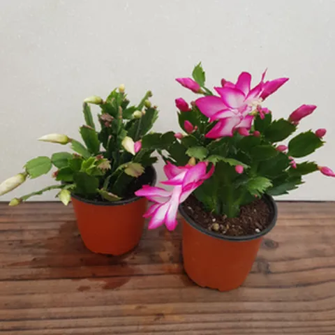 [용이네 화원] 게발(빨강.흰색) 게발선인장 [2개묶음 1+1 무료배송] 포인세티아 크리스마스 꽃 10cm화분 농원 천리향 만리향 동백 철쭉 금전수 스킨 호야 난 석화 119, 2개, 랜덤