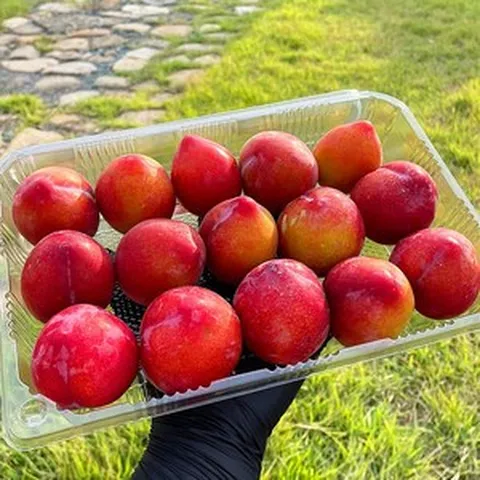 자연의정 프리미엄 새콤달콤 햇자두 하우스 대석 추희 후무사 자두, 1개, 5kg