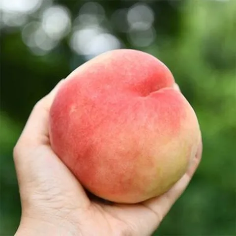 [자연맛남] 아삭한 딱딱이 백도복숭아 4kg (24과내외), 1개