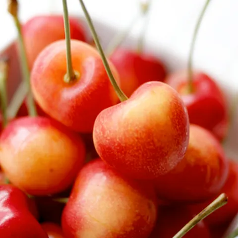 착한가격 나무생각 / 일반체리 / 레이니어 / 접목1년 / 1등묘, 1개