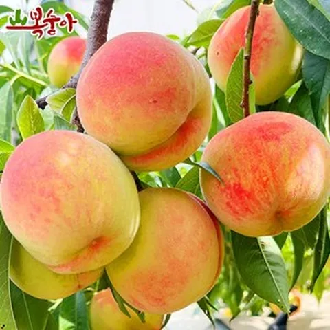 달콤한 딱딱이 복숭아 천중도 경봉 백도 황도 고당도 대극천 딱봉 물봉 3kg, 1개, 로얄과 12과내