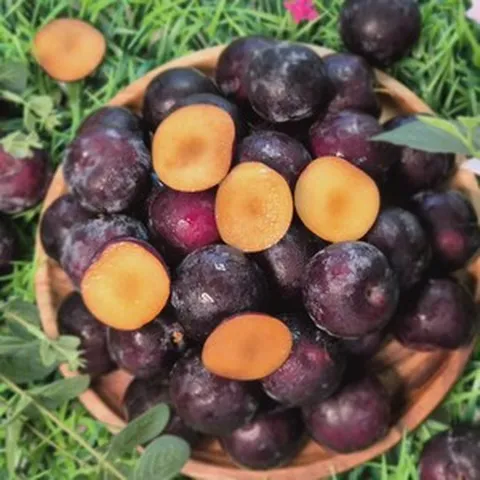 경주 송상훈 새콤달콤 바이오 체리자두 흑자두 1kg+200g, 1개