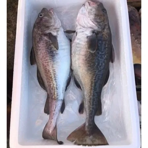 거제도 외포 생대구 1마리 수컷대구 암컷대구, 손질대구, 60~70cm(중), 암컷대구(알), 1개, 1미