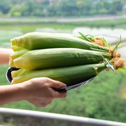 강원도 찰옥수수 미백찰옥수수 강원도옥수수, 20개, 1박스