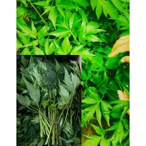 알뜰농장 국내산 최상품 당귀순/당귀잎(장아찌 쌈채소용) 0.8~1kg사이/1.8~2kg사이, 1개, 1.8kg