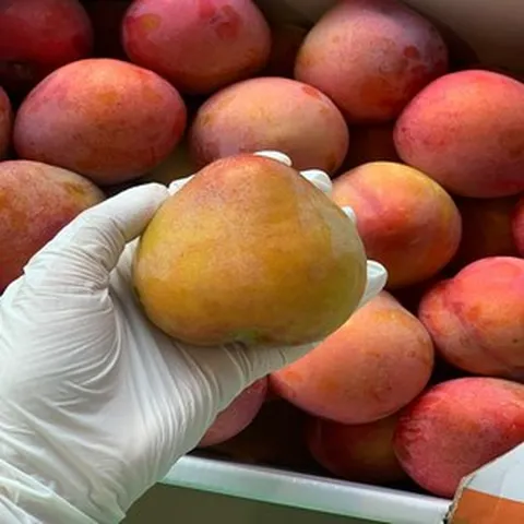 김천 자두 대석 피자두 후무사 왕자두 도담 추희 햇자두 1kg 2kg 3kg, 1개, 자두 1kg 대과