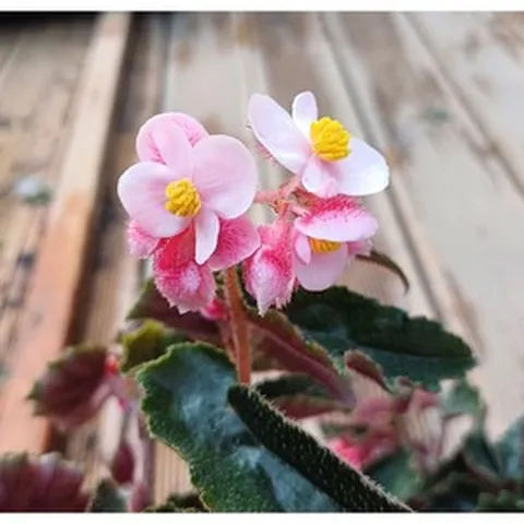 행복한꽃순이//목베고니아/프릴 3개 묶음