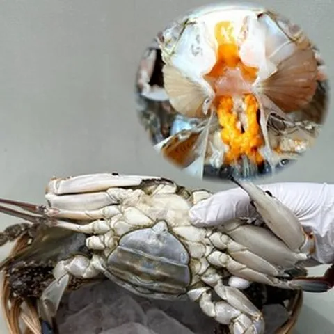 [당일조업] 국내산 연평도 서해안 활 급냉 암꽃게 생물꽃게 1kg, 1개, 급냉암꽃게 1kg(4~6미)