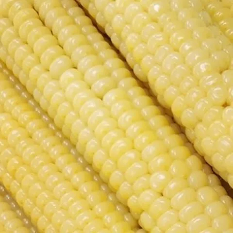 괴산옥수수/대학찰옥수수/냉동옥수수 30개