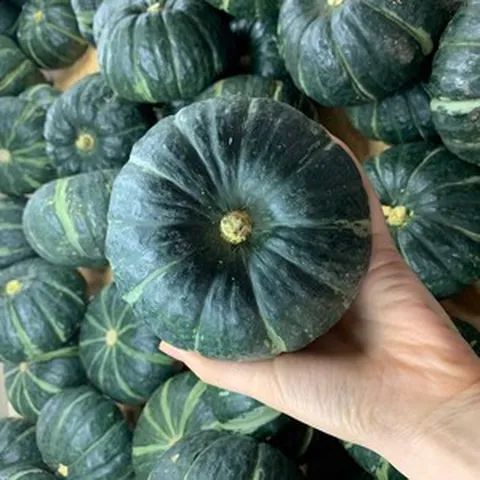 하동 미니단호박 밤호박 2kg 3kg 6kg 실속형 특품, 밤호박 1kg 로얄(2-3과 내외), 1개