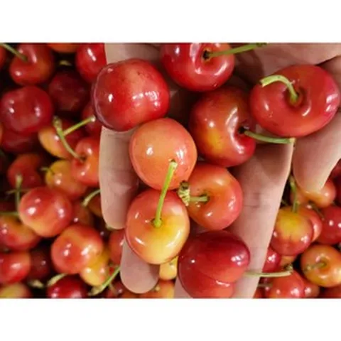 프리미엄 고당도 레이니어 생 체리, 1박스, 1000g