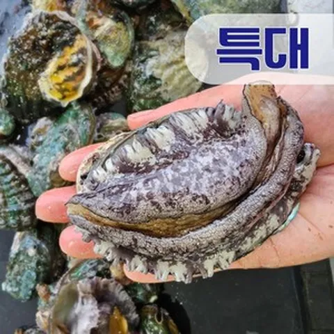 살아있는 완도 활 전복 1Kg 특품 왕특대 특대 산소포장 산지직송, 1개, 활 전복 (특대) 1Kg 8~9미