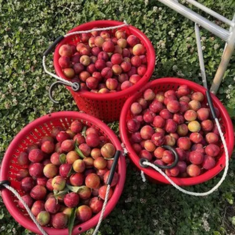 의성자두 후무사 대석 추희 로얄대석 도담 왕자두 1.5kg 3kg 은주네농원, 3kg 자두+복숭아(황도 또는 백도)-크기혼합, 1박스