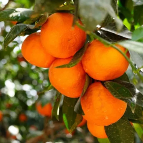 [20차완판신화] 벌꿀당도 제주 카라향, 1개, 2kg