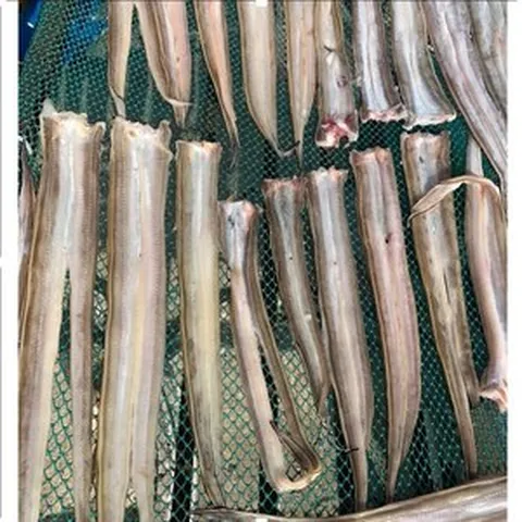 거제도 통영 해풍 말린 반건조장어 마른장어 말린장어 아나고 붕장어 저렴하고 맛좋은 바다장어 구입 판매 택배 파는곳, 4개(대8미~16미), 4개