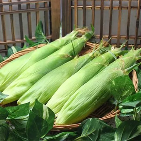 365 연중판매 냉동 옥수수3입 국내산 괴산 깔끔포장 아이스박스, 3세트, 냉동 괴산대학 생찰옥수수3입 (10cm-14cm)