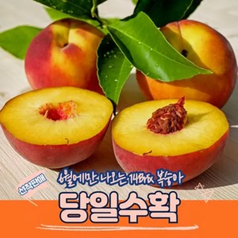 천상당도 16brix 딱딱이 대극천 망고 앙기복숭아(18-20구), 1박스, 3kg