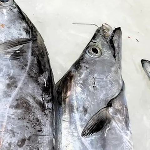 갈치 제주 은갈치 1% 생물 제주도 갈치 손질 왕특대갈치 선물세트, 전체손질(엔터백), 1박스, 당일급냉 가정용 왕특대A(750g)6토막