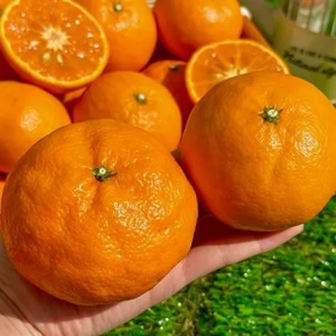 16brix 당도응축 달콤상큼 제주 카라향, 1박스, 3kg(중소과)