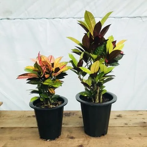 청년농부 크로톤 아이스톤 알록달록식물, 55cm사이즈, 1개