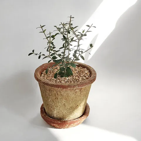 올리브나무 소형 식물 화분 빈티지 아티크 토분 세트