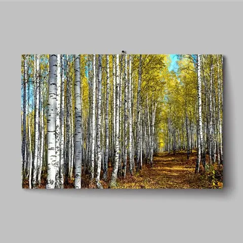 자작나무사진 북유럽 자작나무 숲 아크릴 액자 돈들어오는 그림