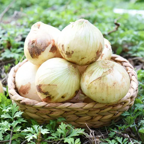 [팔도농장] 달큰한 무안 햇 양파(소) 3kg