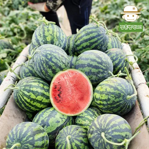 갑봉농장 고당도 꿀수박 5kg