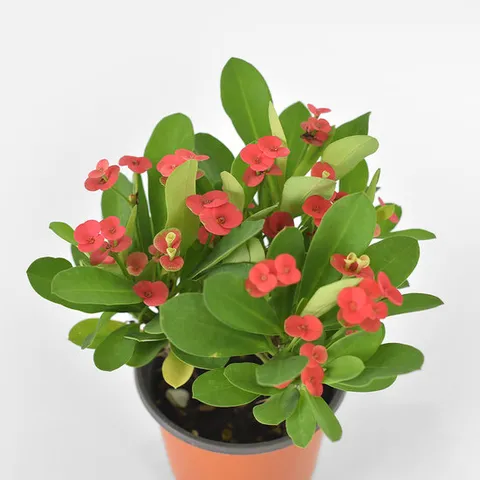 꽃기린 (소형) 꽃모종 다육식물