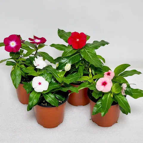 마이플랜트 일일초 소형 매일초 야생화 꽃모종 키우기 쉬운 식물 실내화초