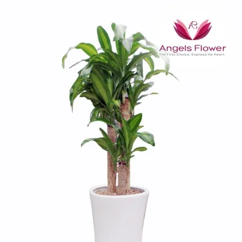 [엔젤스플라워] 행운목 중형 관엽식물 공기정화 전국 꽃배달서비스