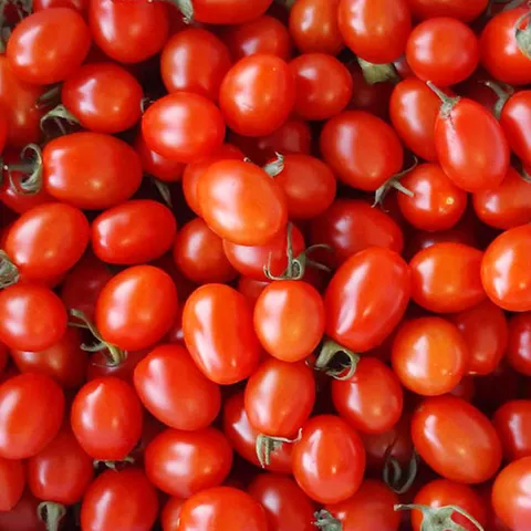 탱탱한 대추방울토마토 2.5kg(1-2번)