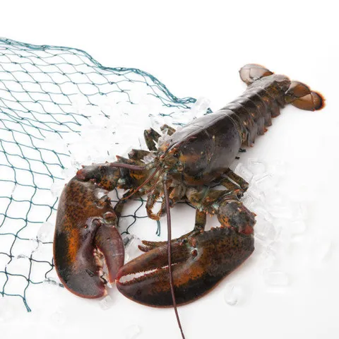 [항공직송] 캐나다산 활랍스터 2미 1kg(마리당 500g내외)