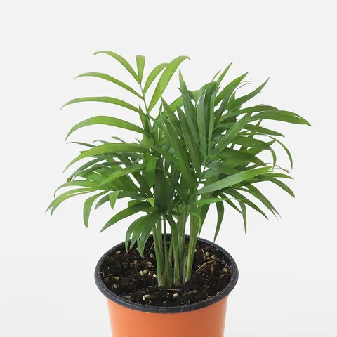 마이플랜트 테이블야자 소형 관엽식물 키우기쉬운 실내공기정화 인테리어 반려 식물